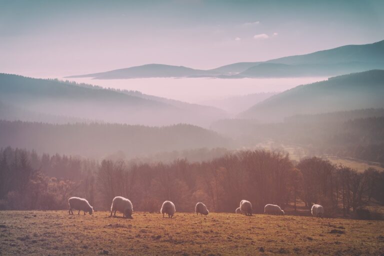 Wool Carpet Manifesto